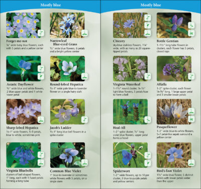 Wildflowers of the Midwest - Image 2