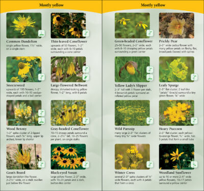 Wildflowers of the Midwest - Image 3