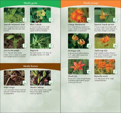 Wildflowers of the Midwest - Image 4
