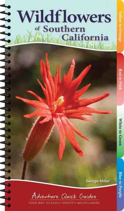 Wildflowers of Southern California