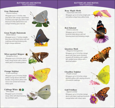 Garden Bugs & Insects of the Southwest - Image 2