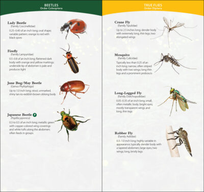 Garden Bugs & Insects of the Southwest - Image 3