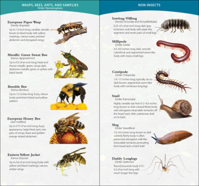 Garden Bugs & Insects of the Southwest - Image 4