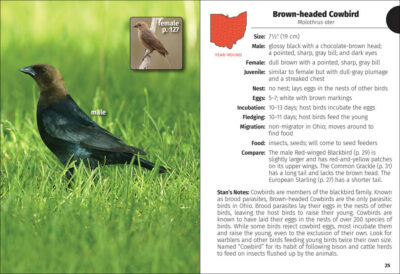 Birds of Ohio Field Guide - Image 2