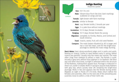 Birds of Ohio Field Guide - Image 3