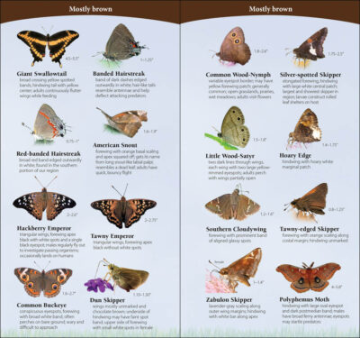Butterflies of the South & Southeast - Image 3