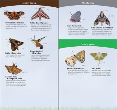 Butterflies of the South & Southeast - Image 4