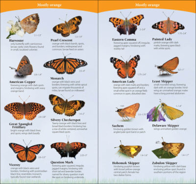 Butterflies of the South & Southeast - Image 5