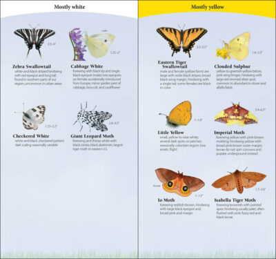 Butterflies of the South & Southeast - Image 6