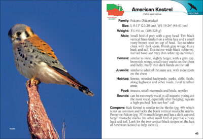 Birds of Prey of the Midwest Field Guide - Image 2