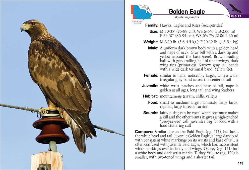 Field Guide - Birds of Prey