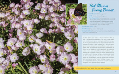Native Plant Gardening for Birds, Bees & Butterflies: South - Image 3