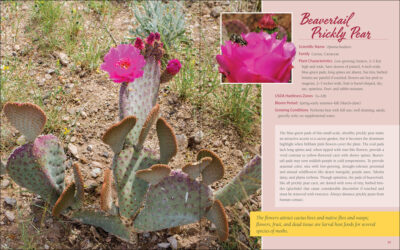 Native Plant Gardening for Birds, Bees & Butterflies: Southern California - Image 2