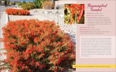 Native Plant Gardening for Birds, Bees & Butterflies: Southern California - Image 3