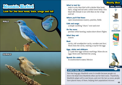 The Kids' Guide to Birds of Arizona - Image 2