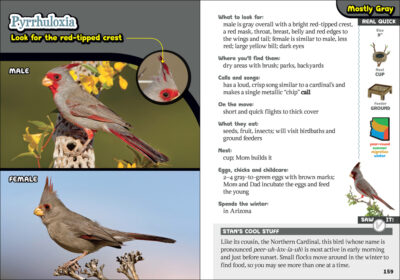 The Kids' Guide to Birds of Arizona - Image 3