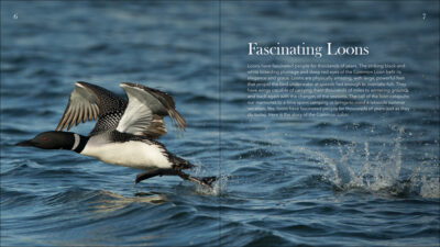 Loons - Image 2
