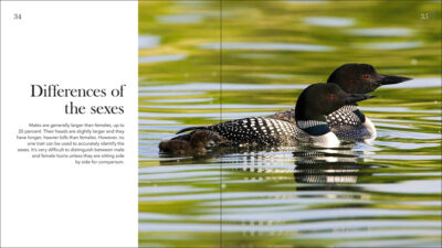 Loons - Image 3