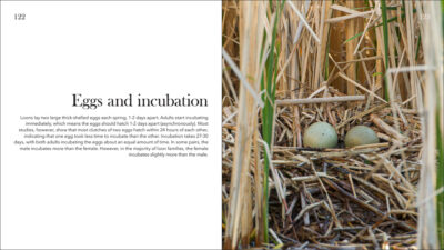 Loons - Image 4