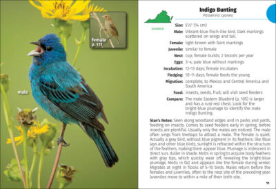 Birds of Virginia Field Guide - Image 4