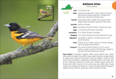 Birds of Virginia Field Guide - Image 5