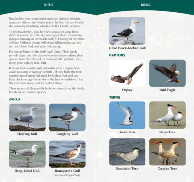 Coastal Life of the Atlantic and Gulf Coasts - Image 2