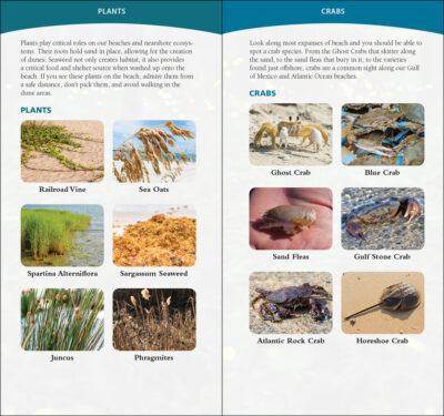 Coastal Life of the Atlantic and Gulf Coasts - Image 4
