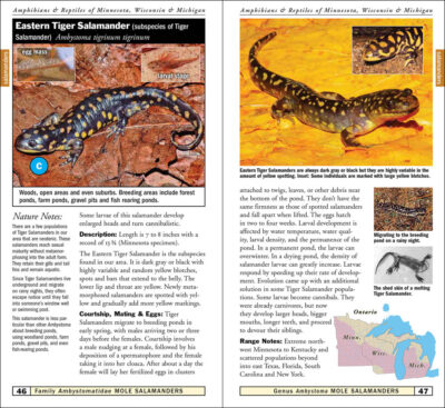 Amphibians & Reptiles of Minnesota, Wisconsin & Michigan - Image 2