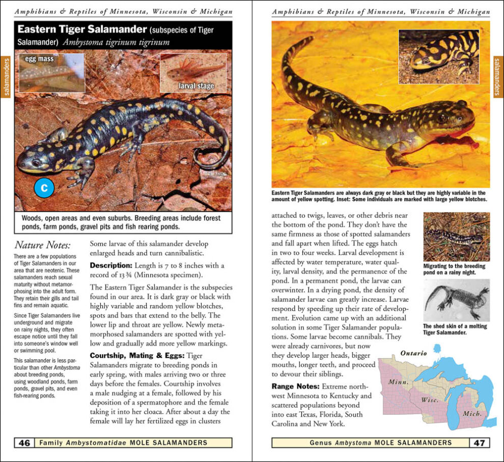 Amphibians & Reptiles Of Minnesota, Wisconsin & Michigan ...