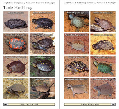 Amphibians & Reptiles of Minnesota, Wisconsin & Michigan - Image 4