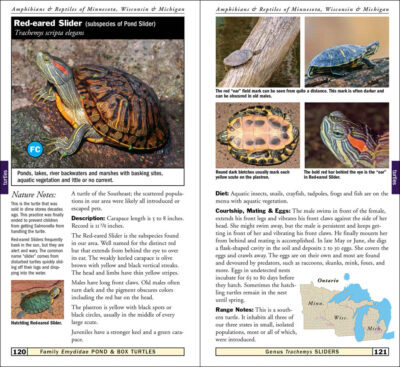 Amphibians & Reptiles of Minnesota, Wisconsin & Michigan - Image 5