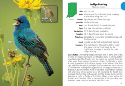 Birds of Indiana Field Guide - Image 3