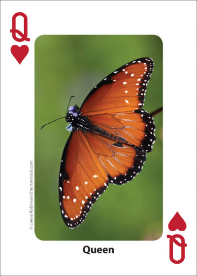 Bees & Butterflies Playing Cards - Image 2