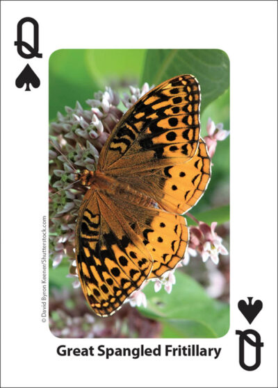 Bees & Butterflies Playing Cards - Image 3