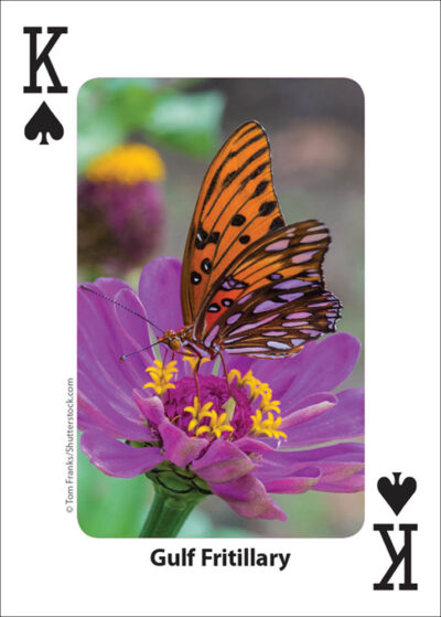 Bees & Butterflies Playing Cards - Image 4