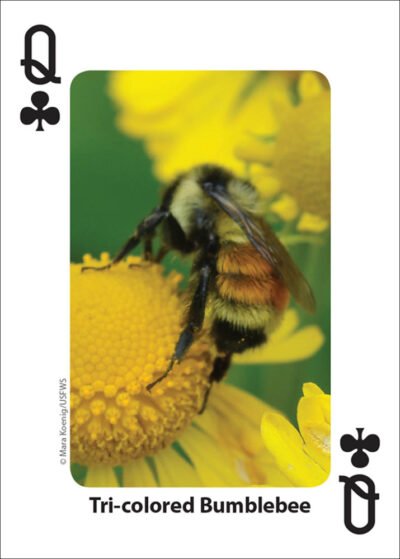 Bees & Butterflies Playing Cards - Image 5