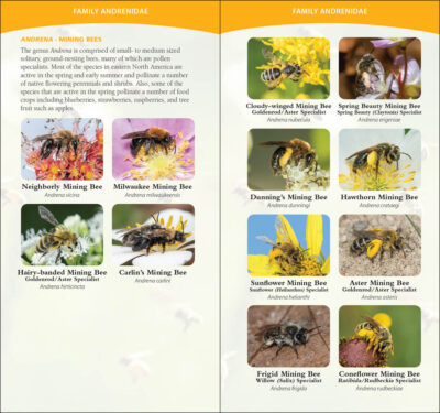 Common Native Bees of the Eastern United States - Image 2