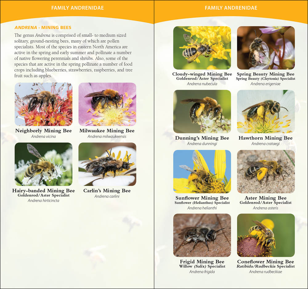 Native North American Honey Bees? – Native Beeology