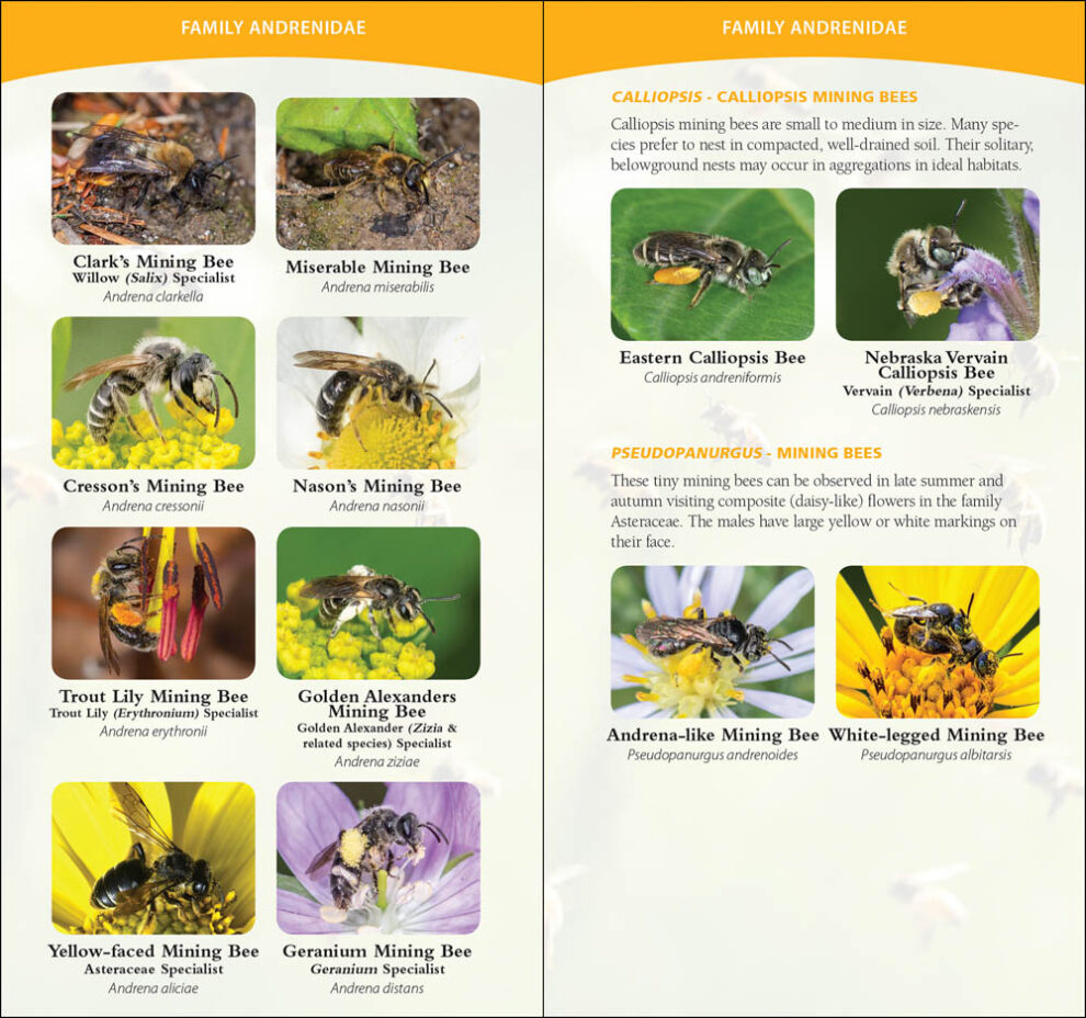 Common Native Bees of the Eastern United States - AdventureKEEN Shop