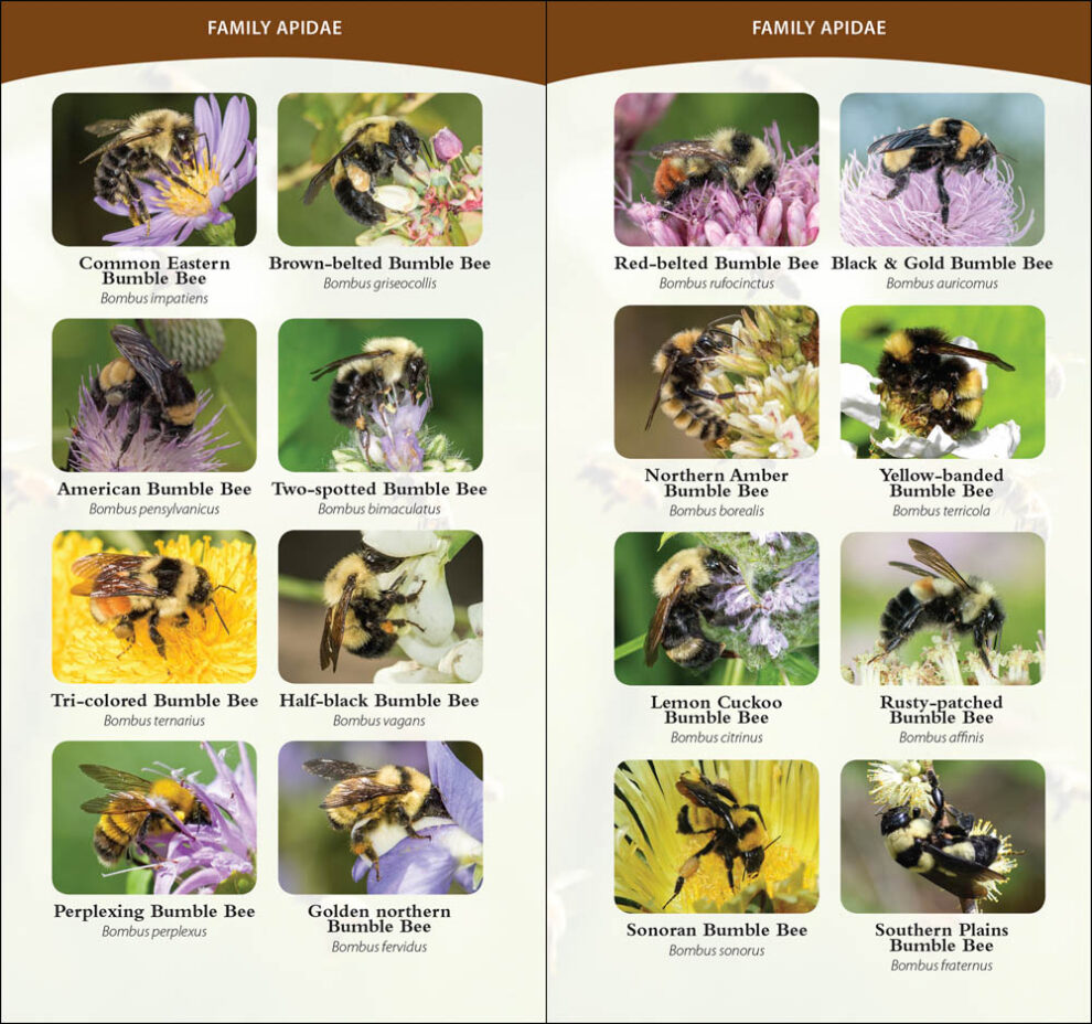 Common Native Bees Of The Eastern United States - Adventurekeen Shop