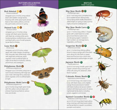 Garden Bugs & Insects of the Northwest - Image 5