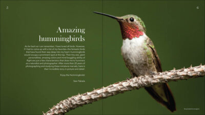 Hummingbirds - Image 2