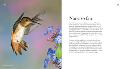 Hummingbirds - Image 3