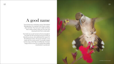 Hummingbirds - Image 5