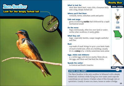 The Kids' Guide to Birds of Missouri - Image 3