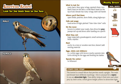 The Kids' Guide to Birds of Missouri - Image 4