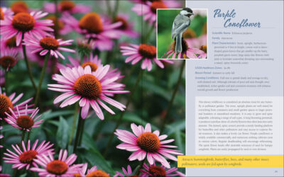 Native Plant Gardening for Birds, Bees & Butterflies: Northeast - Image 2