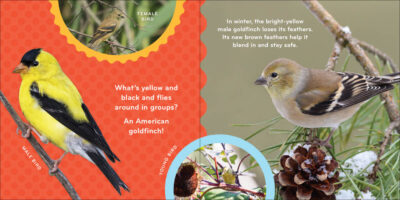 Nature Baby: Birds - Image 4