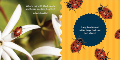 Nature Baby: Bugs - Image 3