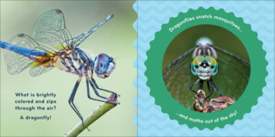 Nature Baby: Bugs - Image 5